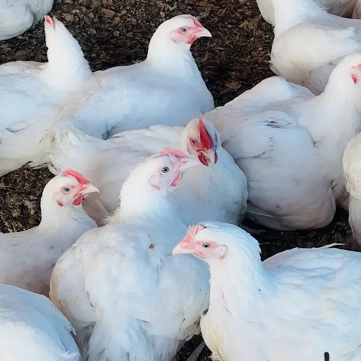 Broiler chickens at Bella Farm